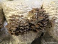 Kastanienseitling - Pleurotus pulmonaris
